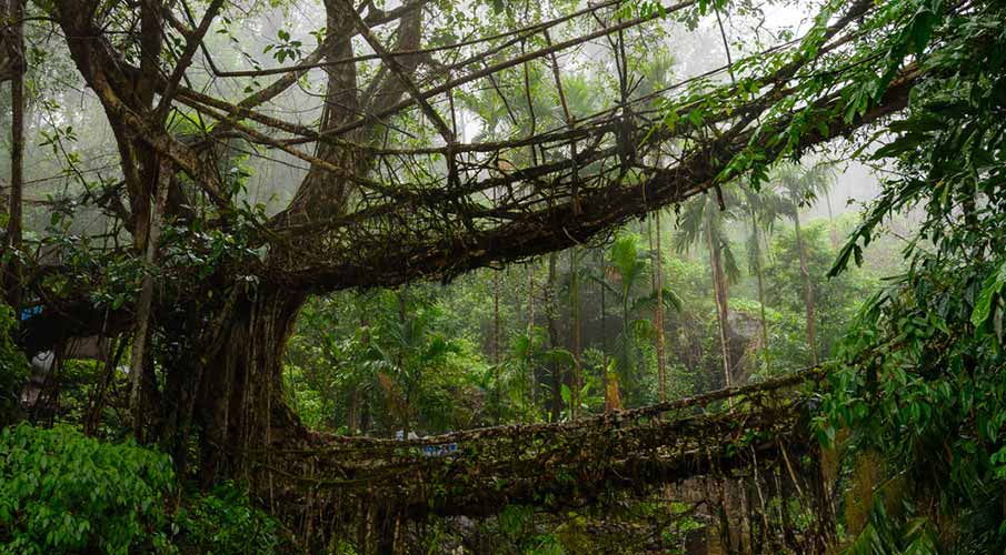 Double-Decker Living Root Bridge