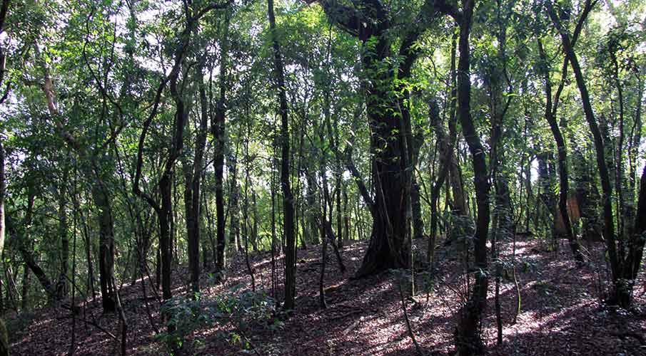 Mawphlang Sacred Forest